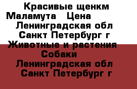  Красивые щенкм Маламута › Цена ­ 30 000 - Ленинградская обл., Санкт-Петербург г. Животные и растения » Собаки   . Ленинградская обл.,Санкт-Петербург г.